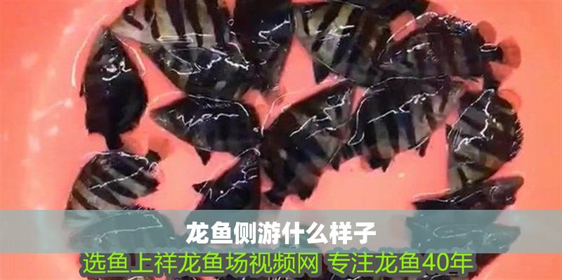 龍魚側游什么樣子