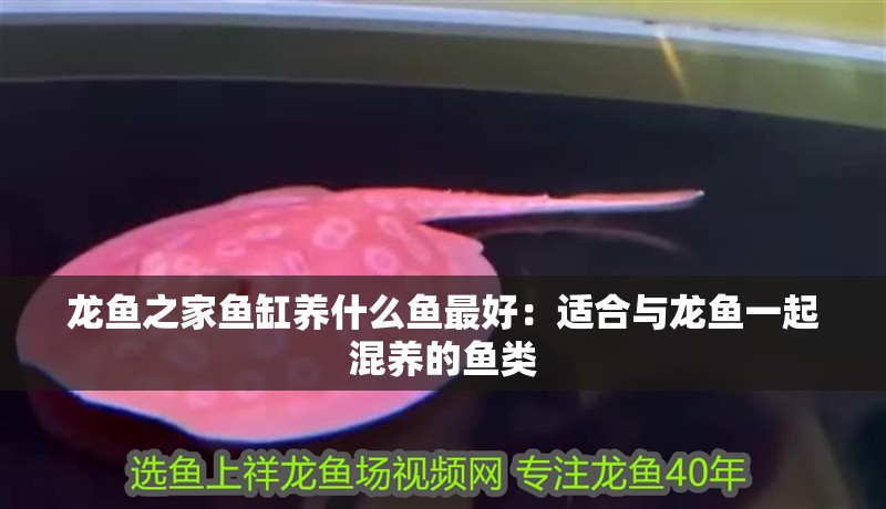 龍魚(yú)之家魚(yú)缸養(yǎng)什么魚(yú)最好：適合與龍魚(yú)一起混養(yǎng)的魚(yú)類