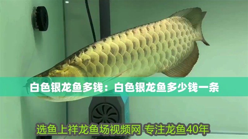 白色銀龍魚多錢：白色銀龍魚多少錢一條 白色銀龍魚多錢：白色銀龍魚多少錢一條 水族問答