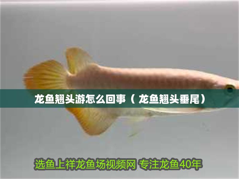 龍魚翹頭游怎么回事（ 龍魚翹頭垂尾）