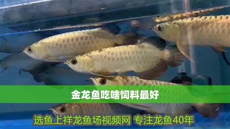 金龍魚吃啥飼料最好