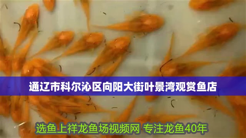通遼市科爾沁區(qū)向陽大街葉景灣觀賞魚店