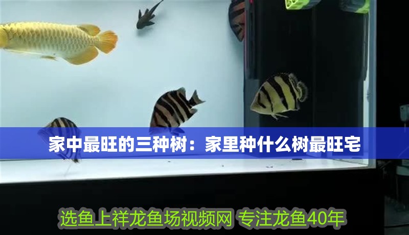 家中最旺的三種樹：家里種什么樹最旺宅