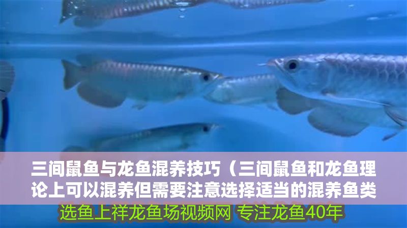 三間鼠魚與龍魚混養技巧（三間鼠魚和龍魚理論上可以混養但需要注意選擇適當的混養魚類）