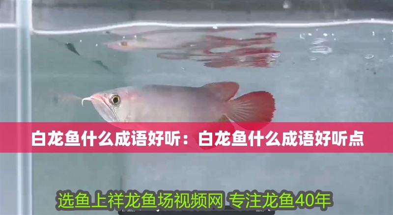 白龍魚什么成語好聽：白龍魚什么成語好聽點