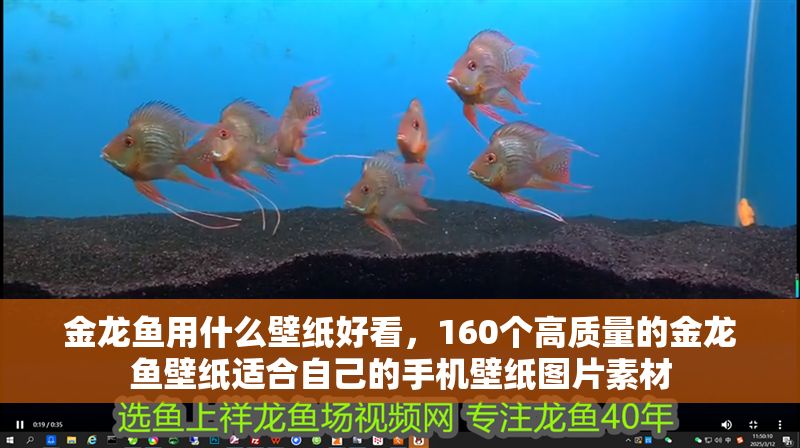 金龍魚用什么壁紙好看，160個高質(zhì)量的金龍魚壁紙適合自己的手機(jī)壁紙圖片素材