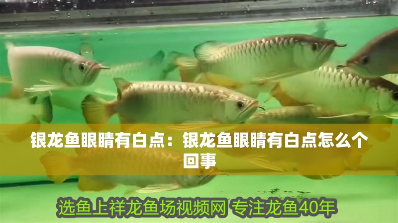 銀龍魚眼睛有白點：銀龍魚眼睛有白點怎么個回事 銀龍魚眼睛有白點：銀龍魚眼睛有白點怎么個回事 水族問答