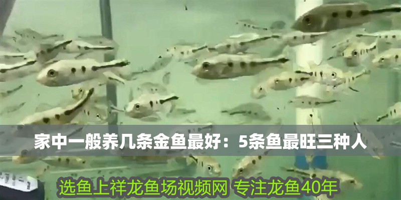 家中一般養幾條金魚最好：5條魚最旺三種人