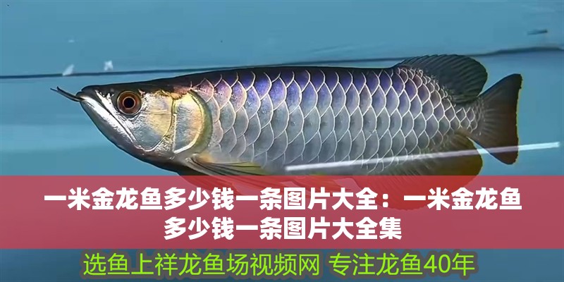 銀龍魚死亡是破財嗎(養的銀龍魚死了預示什么)