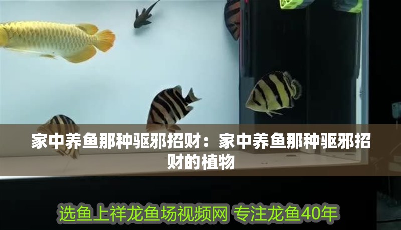 家中養魚那種驅邪招財：家中養魚那種驅邪招財的植物