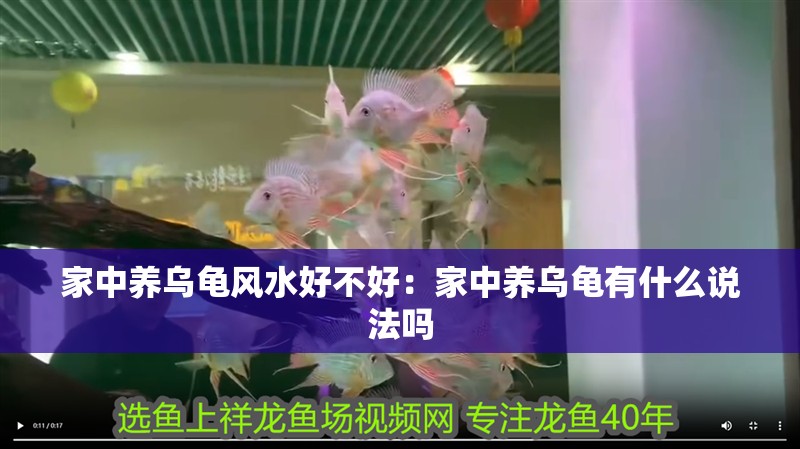 家中養(yǎng)烏龜風水好不好：家中養(yǎng)烏龜有什么說法嗎