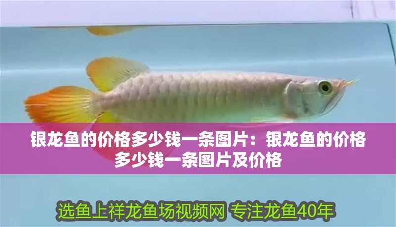 銀龍魚的價格多少錢一條圖片:銀龍魚的價格多少錢一條圖片及價格 水族問答 銀龍魚的價格多少錢一條圖片:銀龍魚的價格多少錢一條圖片及價格 銀龍魚的價格多少錢一條圖片:銀龍魚的價格多少錢一條圖片及價格 水族問答