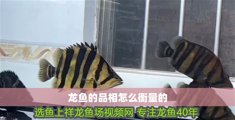 龍魚的品相怎么衡量的 龍魚的品相怎么衡量的 龍魚百科 第2張