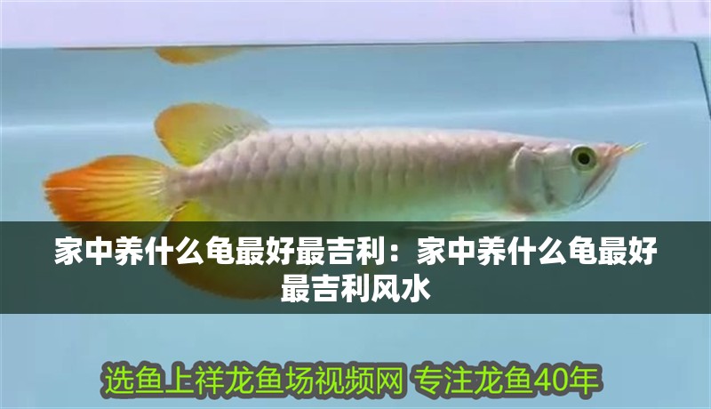 家中養(yǎng)什么龜最好最吉利：家中養(yǎng)什么龜最好最吉利風水