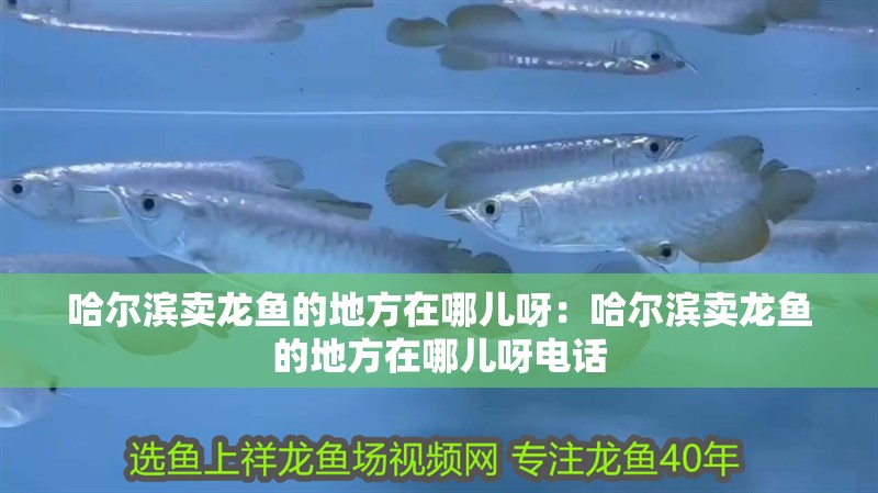 哈爾濱賣龍魚的地方在哪兒呀：哈爾濱賣龍魚的地方在哪兒呀電話