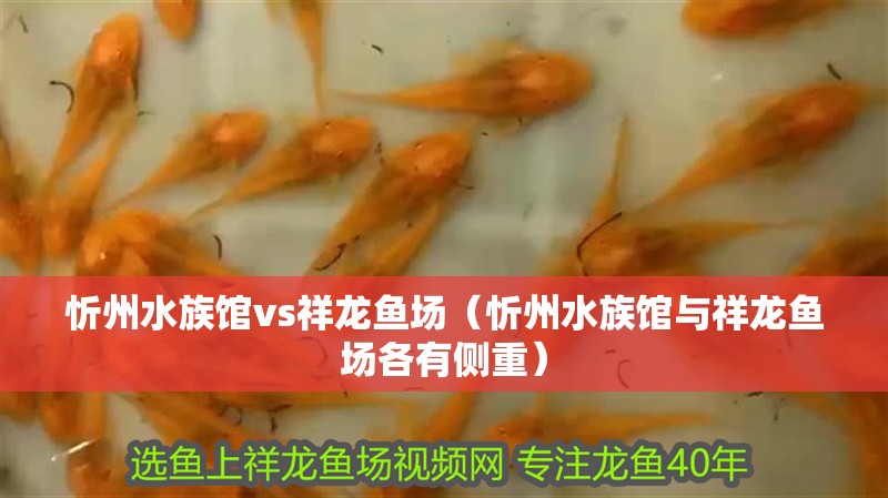 忻州水族館vs祥龍魚場（忻州水族館與祥龍魚場各有側重）