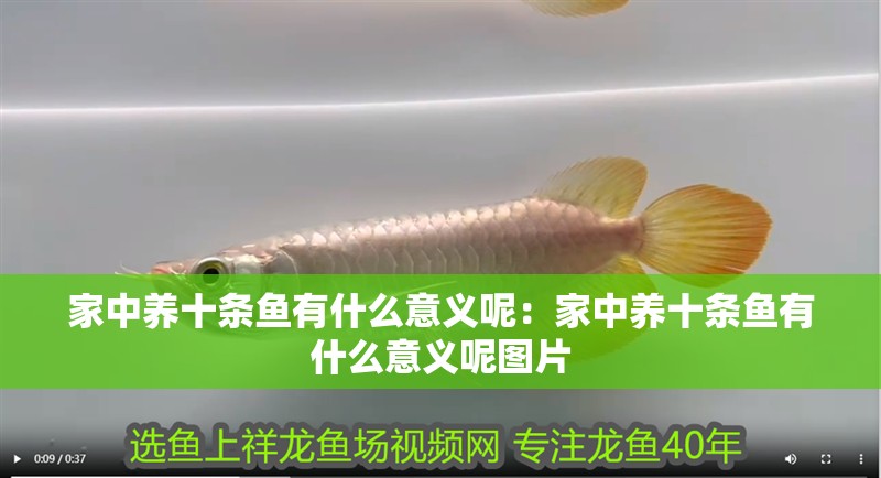 家中養十條魚有什么意義呢：家中養十條魚有什么意義呢圖片