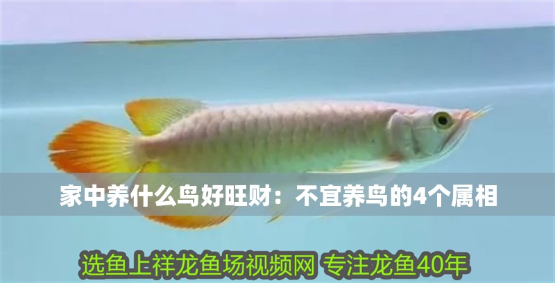 家中養什么鳥好旺財：不宜養鳥的4個屬相