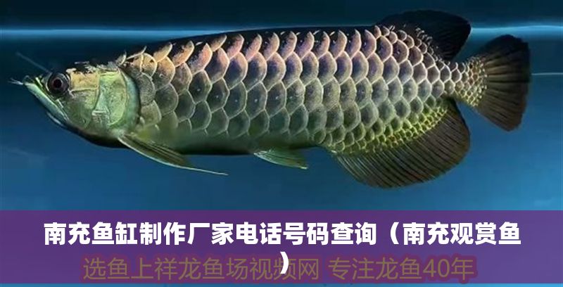 南充魚(yú)缸制作廠家電話(huà)號(hào)碼查詢(xún)（南充觀賞魚(yú)） 南充魚(yú)缸制作廠家電話(huà)號(hào)碼查詢(xún)（南充觀賞魚(yú)） 龍魚(yú)百科 第1張