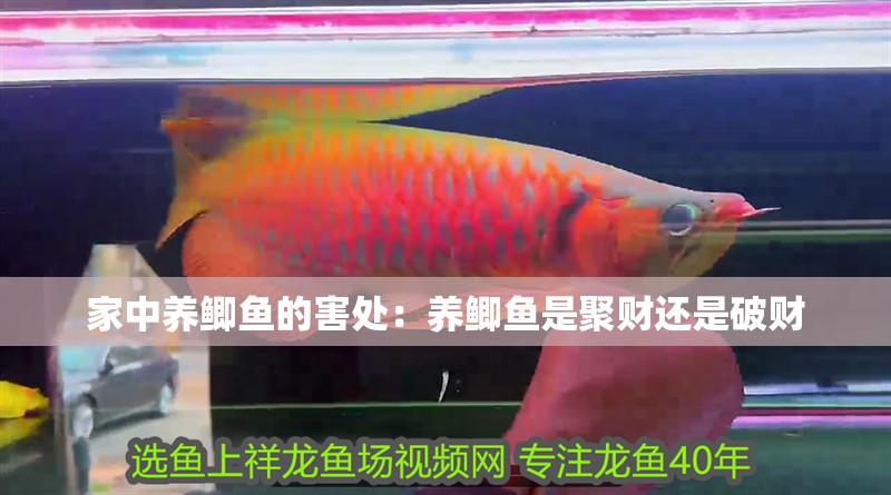 家中養鯽魚的害處：養鯽魚是聚財還是破財