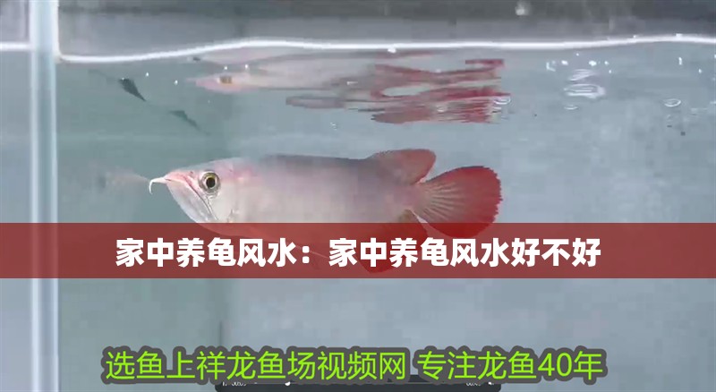 家中養(yǎng)龜風(fēng)水：家中養(yǎng)龜風(fēng)水好不好