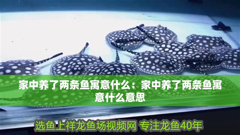 家中養了兩條魚寓意什么：家中養了兩條魚寓意什么意思