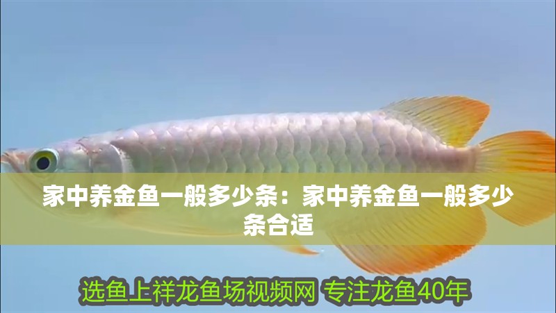 家中養金魚一般多少條：家中養金魚一般多少條合適