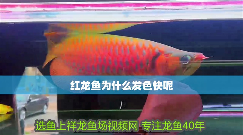 紅龍魚為什么發色快呢 紅龍魚為什么發色快呢 龍魚百科 第1張