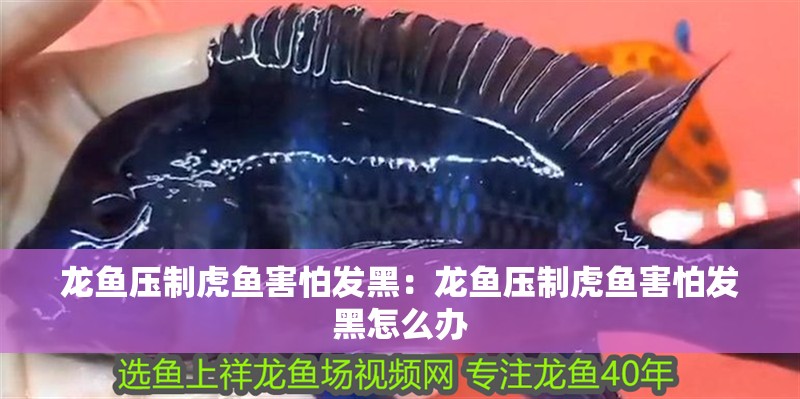 龍魚壓制虎魚害怕發(fā)黑:龍魚壓制虎魚害怕發(fā)黑怎么辦 水族問答 龍魚壓制虎魚害怕發(fā)黑:龍魚壓制虎魚害怕發(fā)黑怎么辦 龍魚壓制虎魚害怕發(fā)黑:龍魚壓制虎魚害怕發(fā)黑怎么辦 水族問答