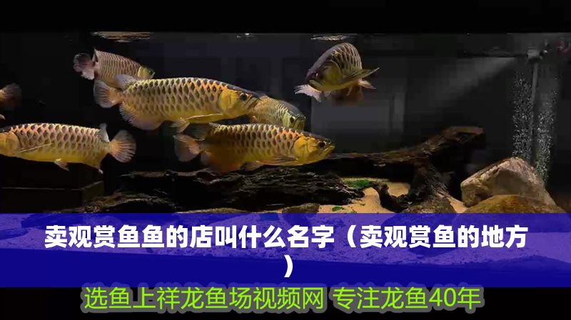 賣觀賞魚魚的店叫什么名字（賣觀賞魚的地方） 賣觀賞魚魚的店叫什么名字（賣觀賞魚的地方） 龍魚百科 第1張