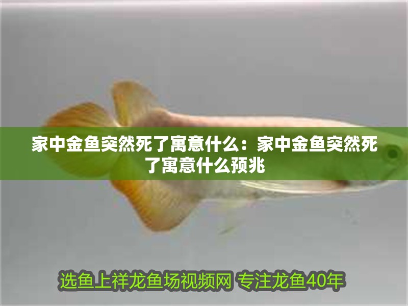 家中金魚突然死了寓意什么：家中金魚突然死了寓意什么預兆