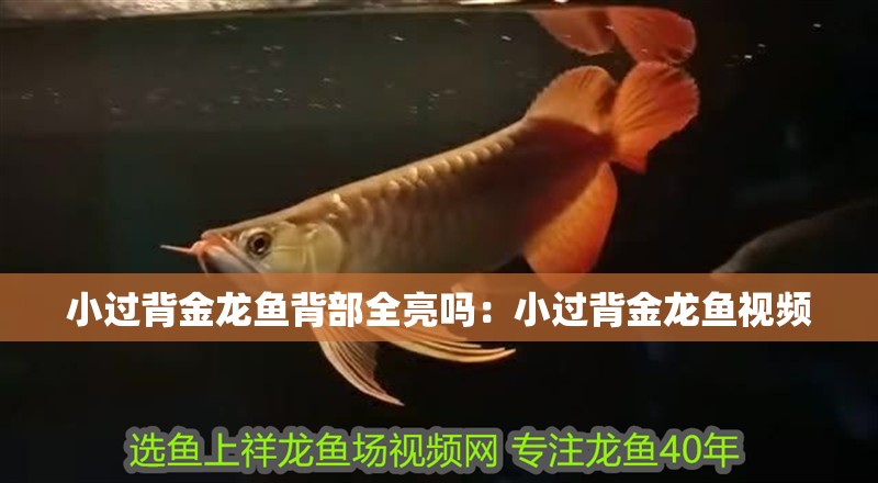 小過背金龍魚背部全亮嗎：小過背金龍魚視頻