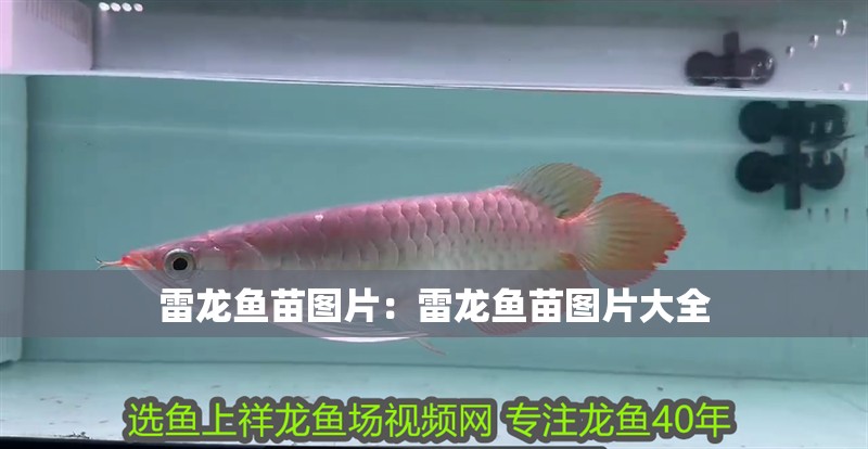 雷龍魚苗圖片：雷龍魚苗圖片大全
