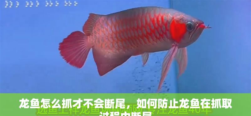 龍魚怎么抓才不會斷尾，如何防止龍魚在抓取過程中斷尾