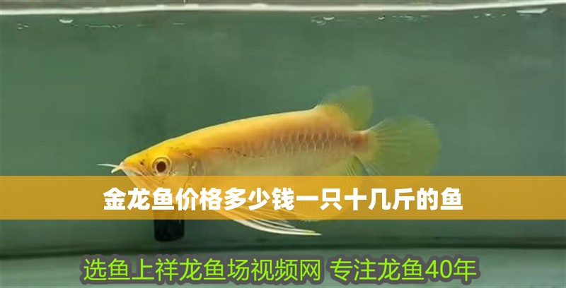 金龍魚價格多少錢一只十幾斤的魚 龍魚百科 第2張 金龍魚價格多少錢一只十幾斤的魚 金龍魚價格多少錢一只十幾斤的魚 龍魚百科 第2張
