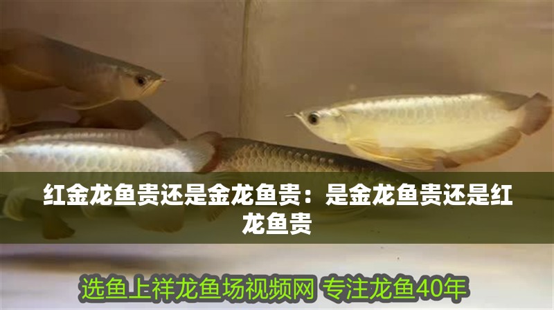 紅金龍魚貴還是金龍魚貴：是金龍魚貴還是紅龍魚貴 紅金龍魚貴還是金龍魚貴：是金龍魚貴還是紅龍魚貴 水族問答