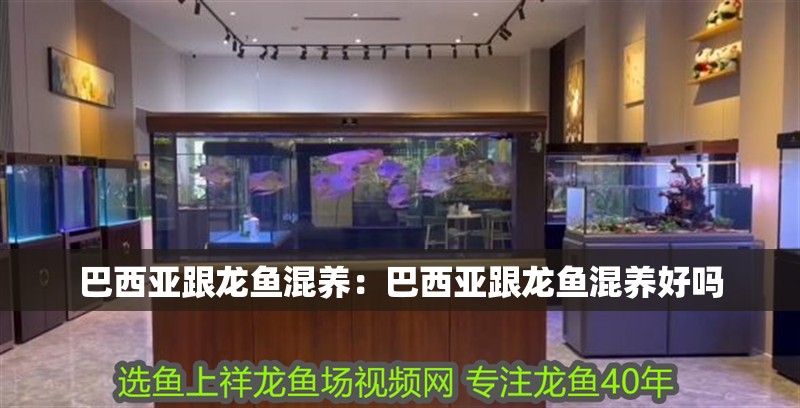 巴西亞跟龍魚混養：巴西亞跟龍魚混養好嗎