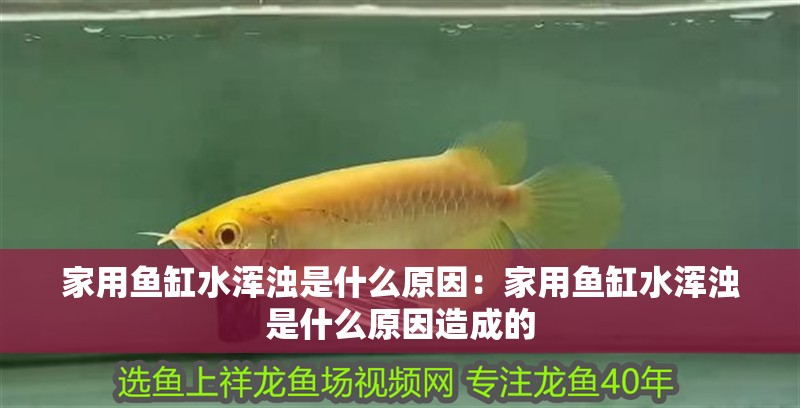 家用魚缸水渾濁是什么原因：家用魚缸水渾濁是什么原因造成的