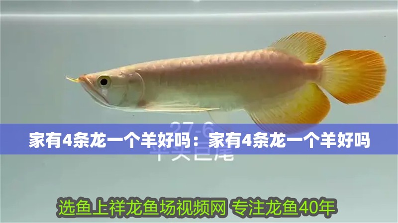 家有4條龍一個羊好嗎：家有4條龍一個羊好嗎