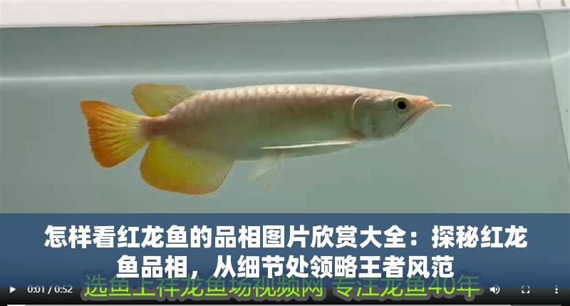 怎樣看紅龍魚的品相圖片欣賞大全：探秘紅龍魚品相，從細節處領略王者風范