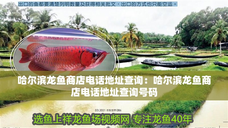 哈爾濱龍魚商店電話地址查詢：哈爾濱龍魚商店電話地址查詢號碼