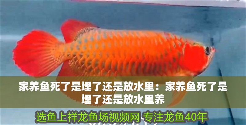 家養(yǎng)魚死了是埋了還是放水里：家養(yǎng)魚死了是埋了還是放水里養(yǎng)