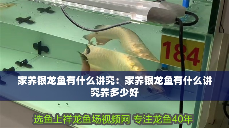 家養銀龍魚有什么講究：家養銀龍魚有什么講究養多少好