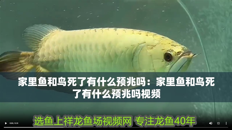 家里魚和鳥死了有什么預兆嗎：家里魚和鳥死了有什么預兆嗎視頻