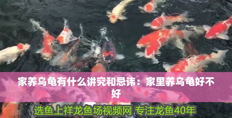 家養烏龜有什么講究和忌諱：家里養烏龜好不好