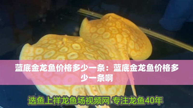 藍底金龍魚價格多少一條：藍底金龍魚價格多少一條啊