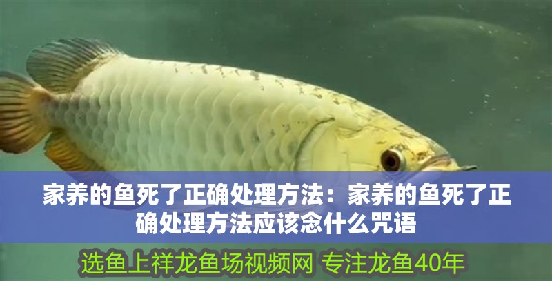 家養的魚死了正確處理方法：家養的魚死了正確處理方法應該念什么咒語
