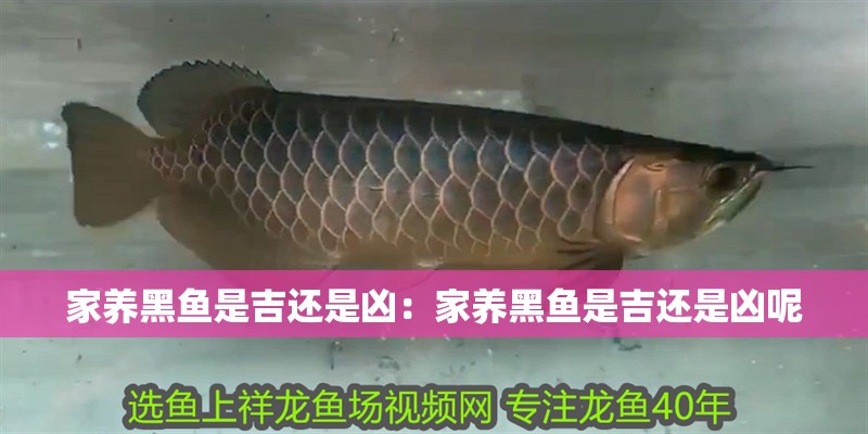 家養(yǎng)黑魚是吉還是兇：家養(yǎng)黑魚是吉還是兇呢