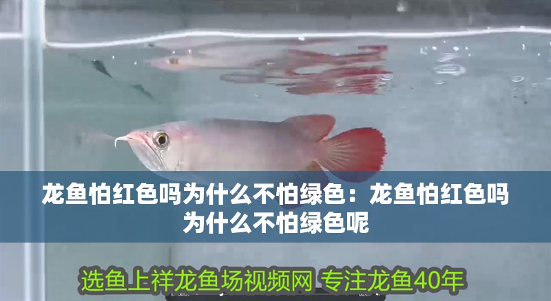 龍魚怕紅色嗎為什么不怕綠色：龍魚怕紅色嗎為什么不怕綠色呢