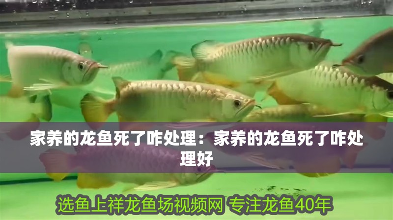 家養的龍魚死了咋處理：家養的龍魚死了咋處理好